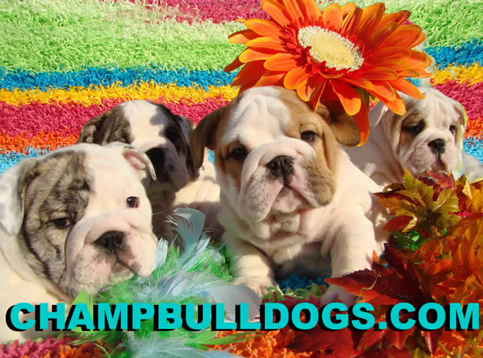 English bulldog puppies
